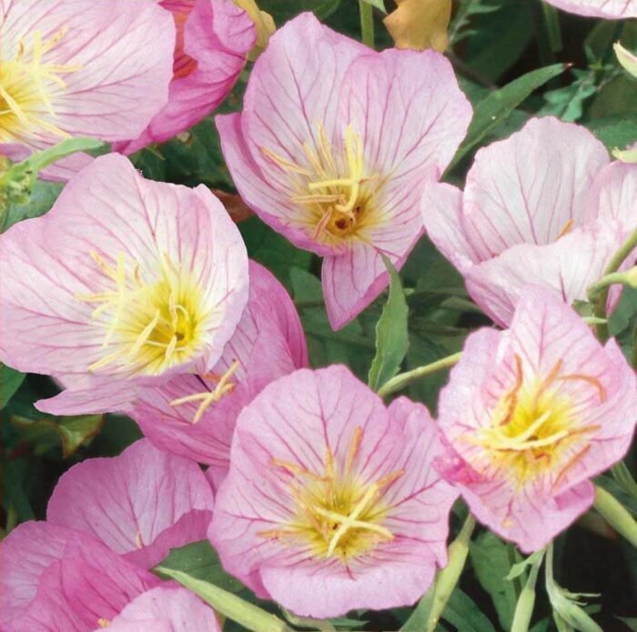 Evening Primrose Seeds