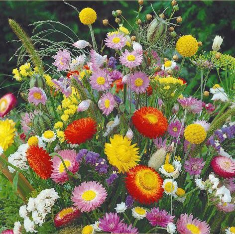 Everlasting Flower Mix Seeds Everlasting Flower Mix Seeds