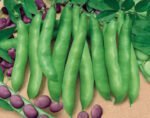 Extra Precoce a Grano Violetto Broad Bean Seeds