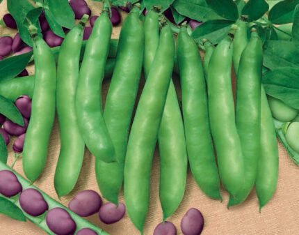 Extra Precoce a Grano Violetto Broad Bean Seeds