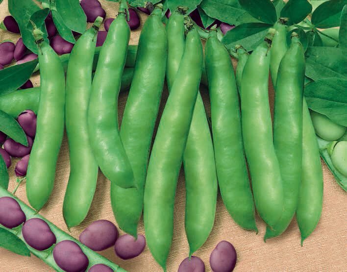 Extra Precoce a Grano Violetto Broad Bean Seeds Extra Precoce a Grano Violetto Broad Bean Seeds