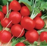 Faraon Radish Seeds