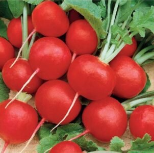 Faraon Radish Seeds