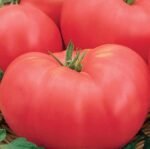 Faworyt Tomato Seeds