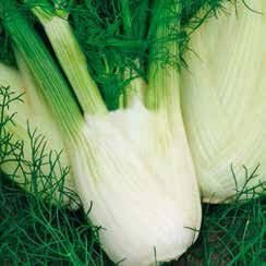 Fennel seeds