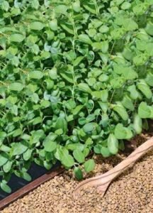 Fenugreek Micro Greens Seeds