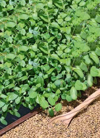 Fenugreek Micro Greens Seeds