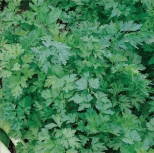 Festival 68 Parsley Seeds