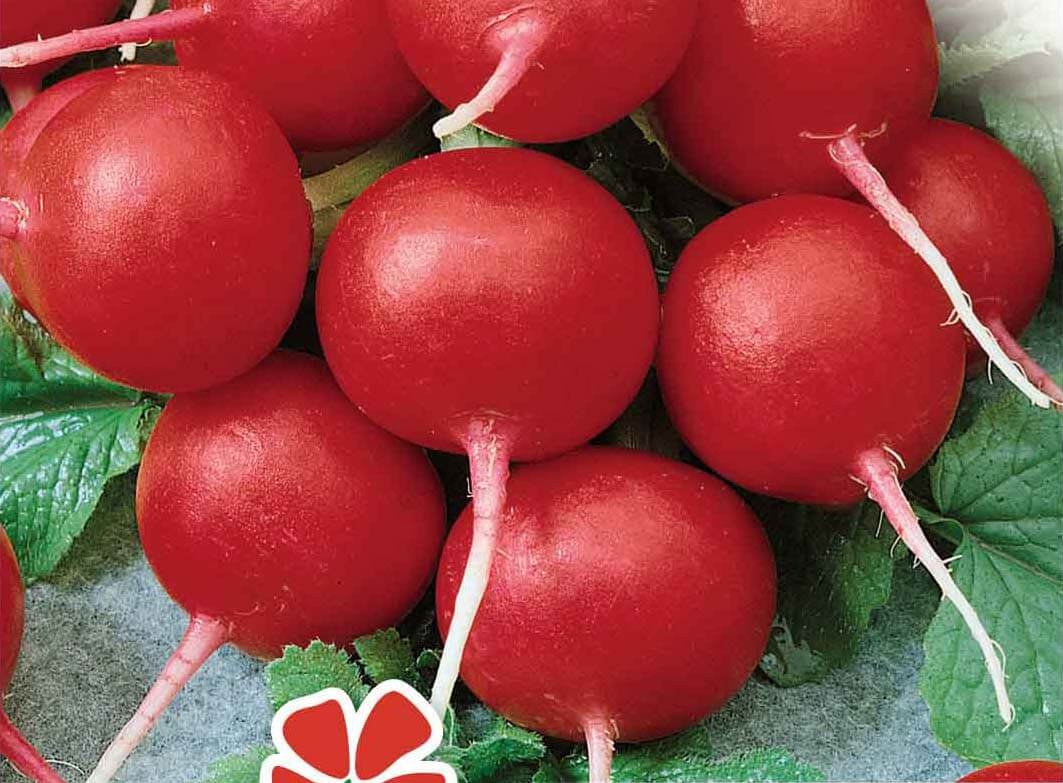 Fiesta Radish Seeds Fiesta Radish Seeds