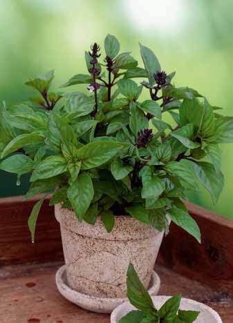Fine Verde Sweet Basil Seeds