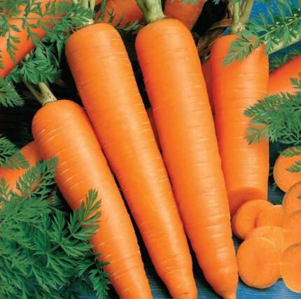 Flakkee 2 Organic Carrot Seeds