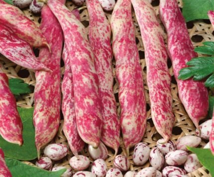 Flambo Shell Bean Seeds