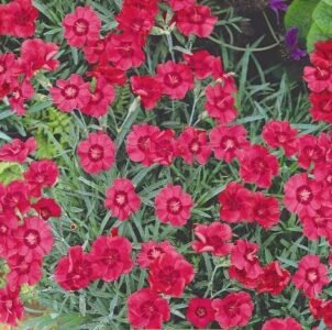 Flashing Light Maiden Pink Flower Seeds