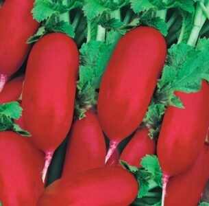 Forum Radish Seeds