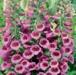 Foxy Foxglove Seeds