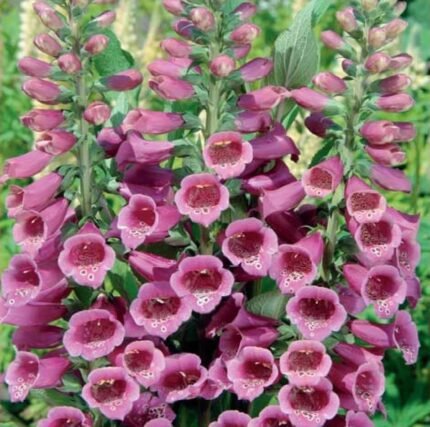 Foxy Foxglove Seeds