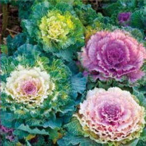 Fringed Leaves Ornamental Cabbage Seeds