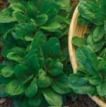 Gala Lamb's Lettuce Seeds