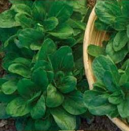 Gala Lamb's Lettuce Seeds