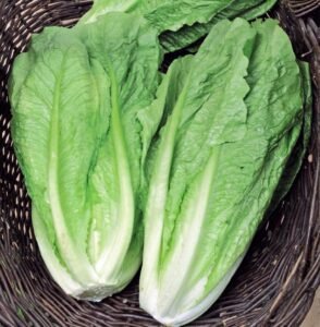 Galander Cos Type Lettuce Seeds
