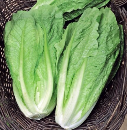 Galander Cos Type Lettuce Seeds
