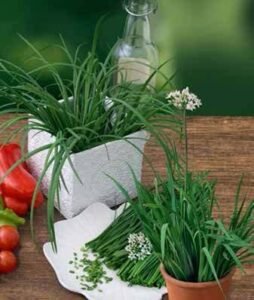 Garlic Chives Seeds