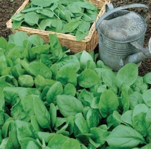Geant D'Hiver Spinach Seeds