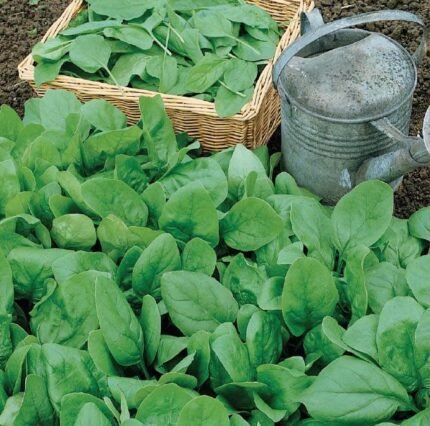 Geant D'Hiver Spinach Seeds