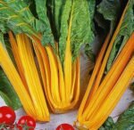 Gele Sier Swiss Chard Seeds