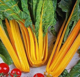 Gele Sier Swiss Chard Seeds