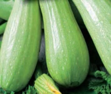 Genovese Organic Courgette Seeds