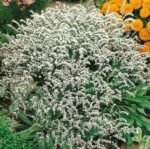 German White Statice Seeds