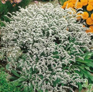 German White Statice Seeds