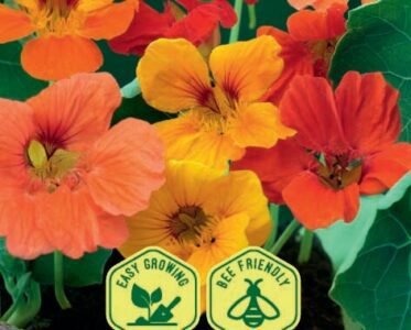 Gleam Hybrids Nasturtium Flower Seeds