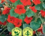 Globe Of Fire Nasturtium Flower Seeds
