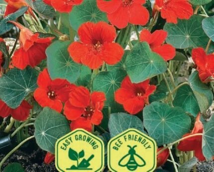 Globe Of Fire Nasturtium Flower Seeds