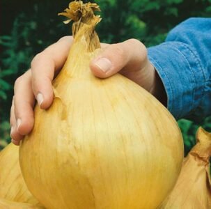 Globo Onion Seeds
