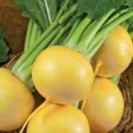 Goldana Turnip Seeds