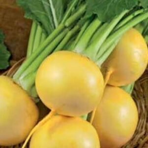 Goldana Turnip Seeds