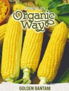 Golden Bantam Organic Sweet Corn Seeds