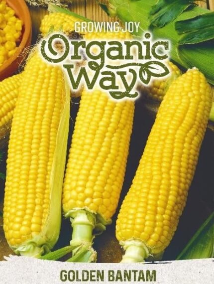Golden Bantam Organic Sweet Corn Seeds