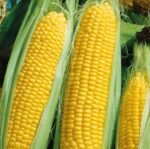 Golden Bantam Sweet Corn Seeds
