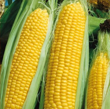 Golden Bantam Sweet Corn Seeds