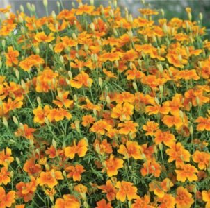 Golden Gem Scotch Marigold Seeds