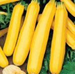 Goldena Courgette Seeds