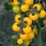 Goldkrone Tomato Seeds