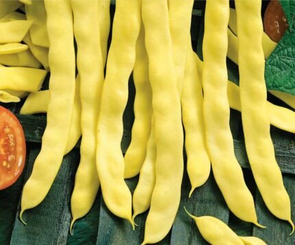 Goldmarie Climbing French Bean Seeds