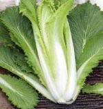 Granaat Chinese Cabbage Seeds