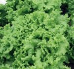 Grand Rapids Lettuce Seeds