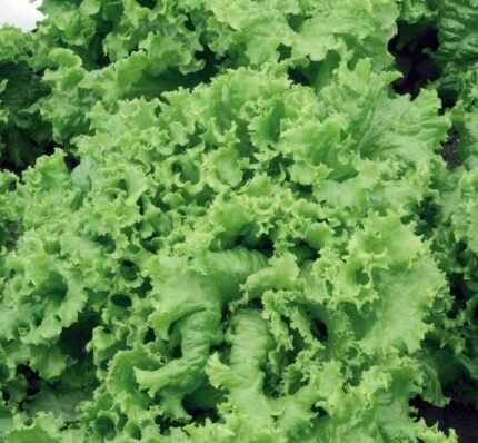 Grand Rapids Lettuce Seeds